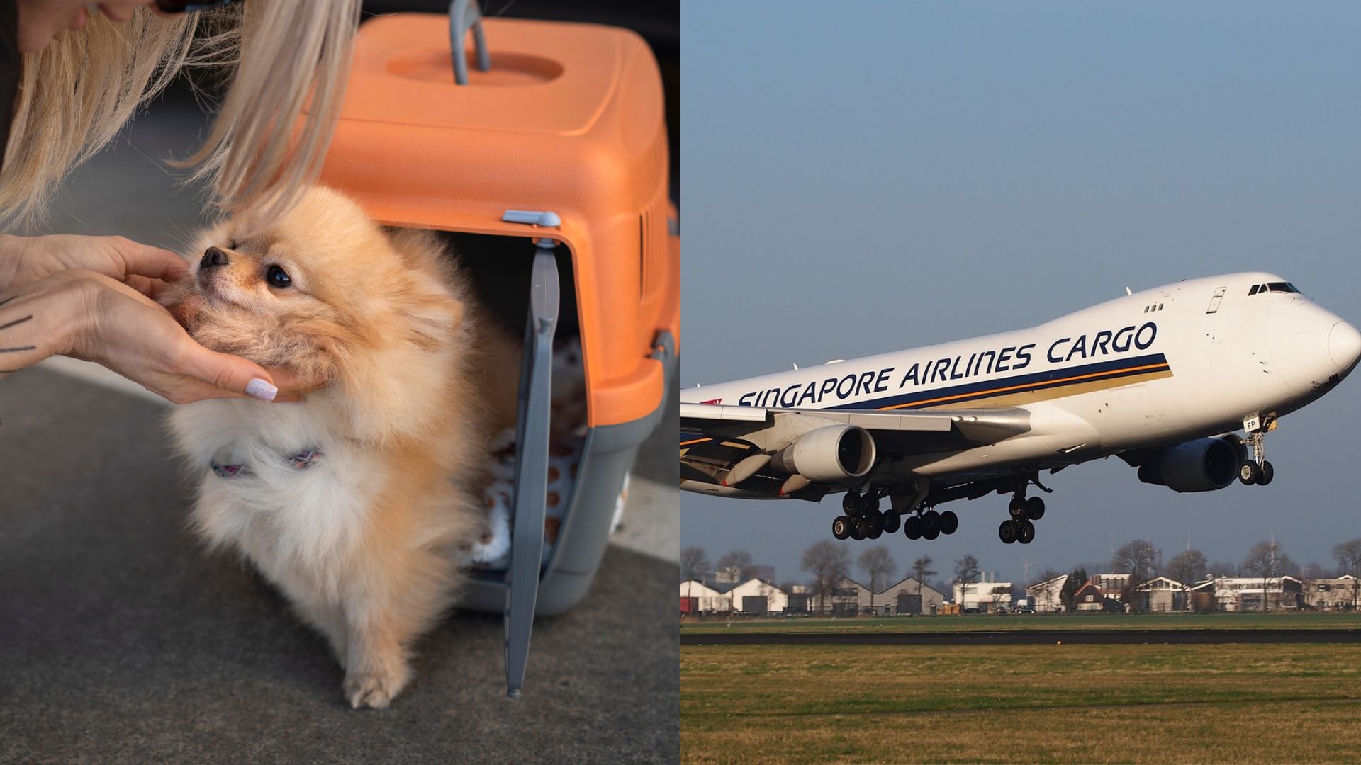 Les tocó viajar al lado de un perro que se tiraba gases, y ahora piden reembolso