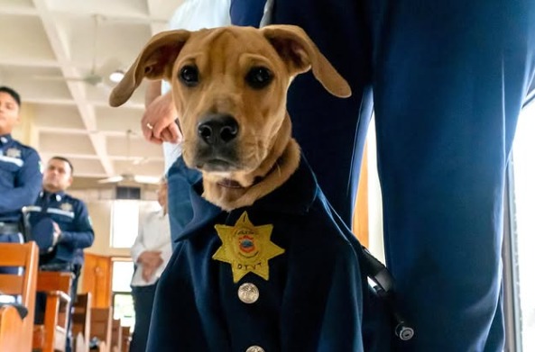 Rigoberto, el perro que sobrevivió a un atropellamiento y hoy integra la Policía de Tránsito
