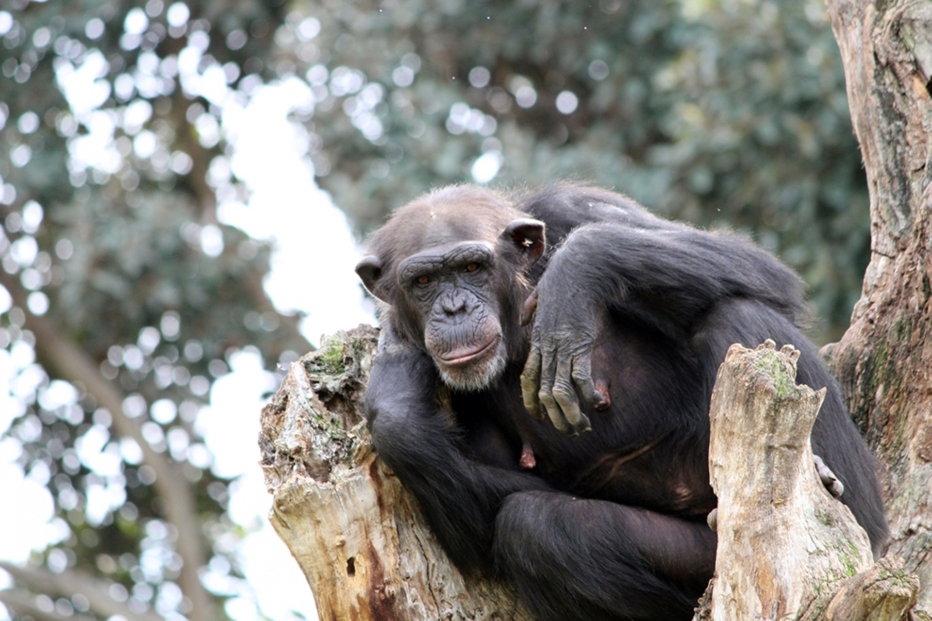 Los chimpancés también se comunican a través de las raíces de los árboles