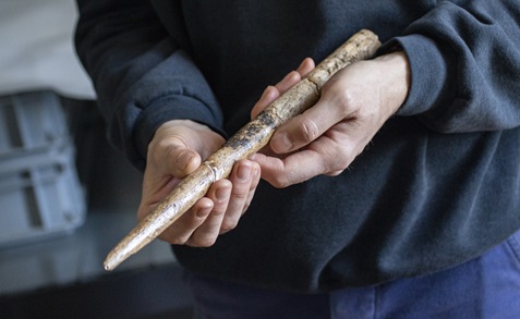 Hallan las herramientas humanas más antiguas de huesos de ballena: de hace 20.000 años