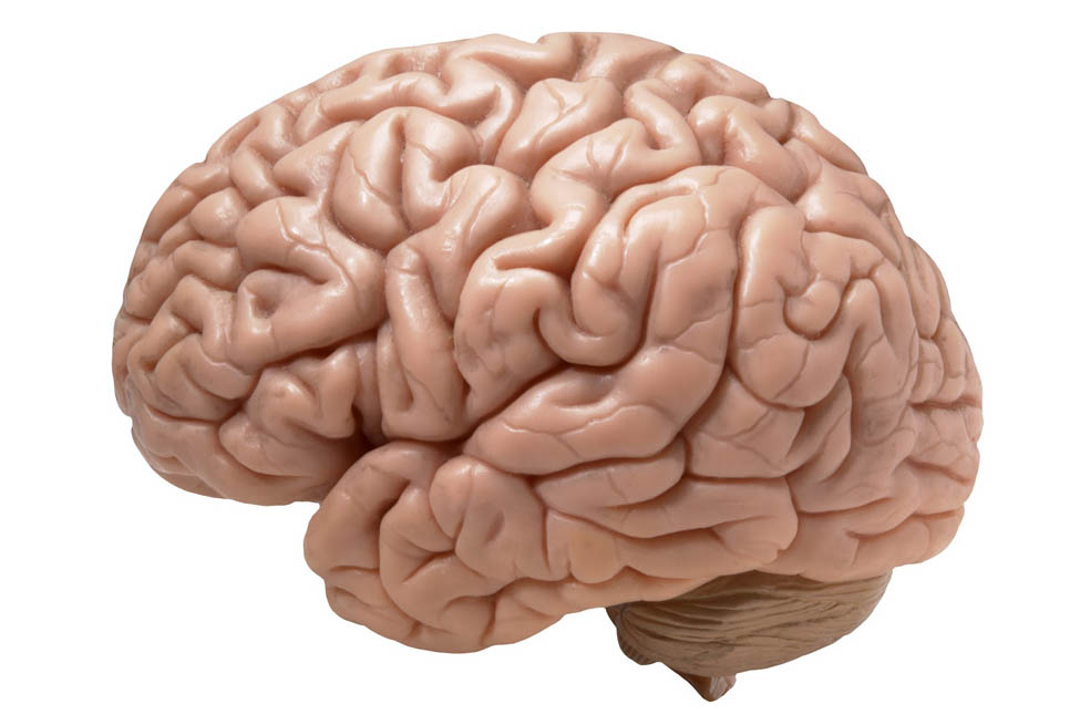 Así funcionan las señales mecánicas del desarrollo de la corteza cerebral