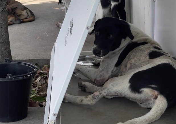 La iniciativa que transforma vallas publicitarias en casas para perros callejeros