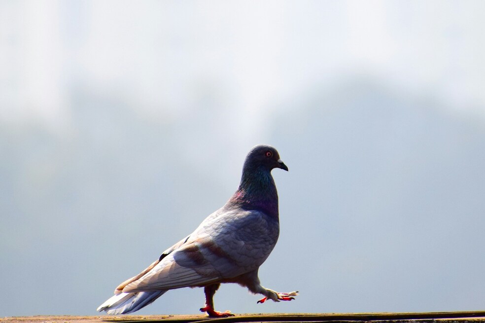 ¿Cómo alejar a las palomas de mi balcón, tejado o ventanas?