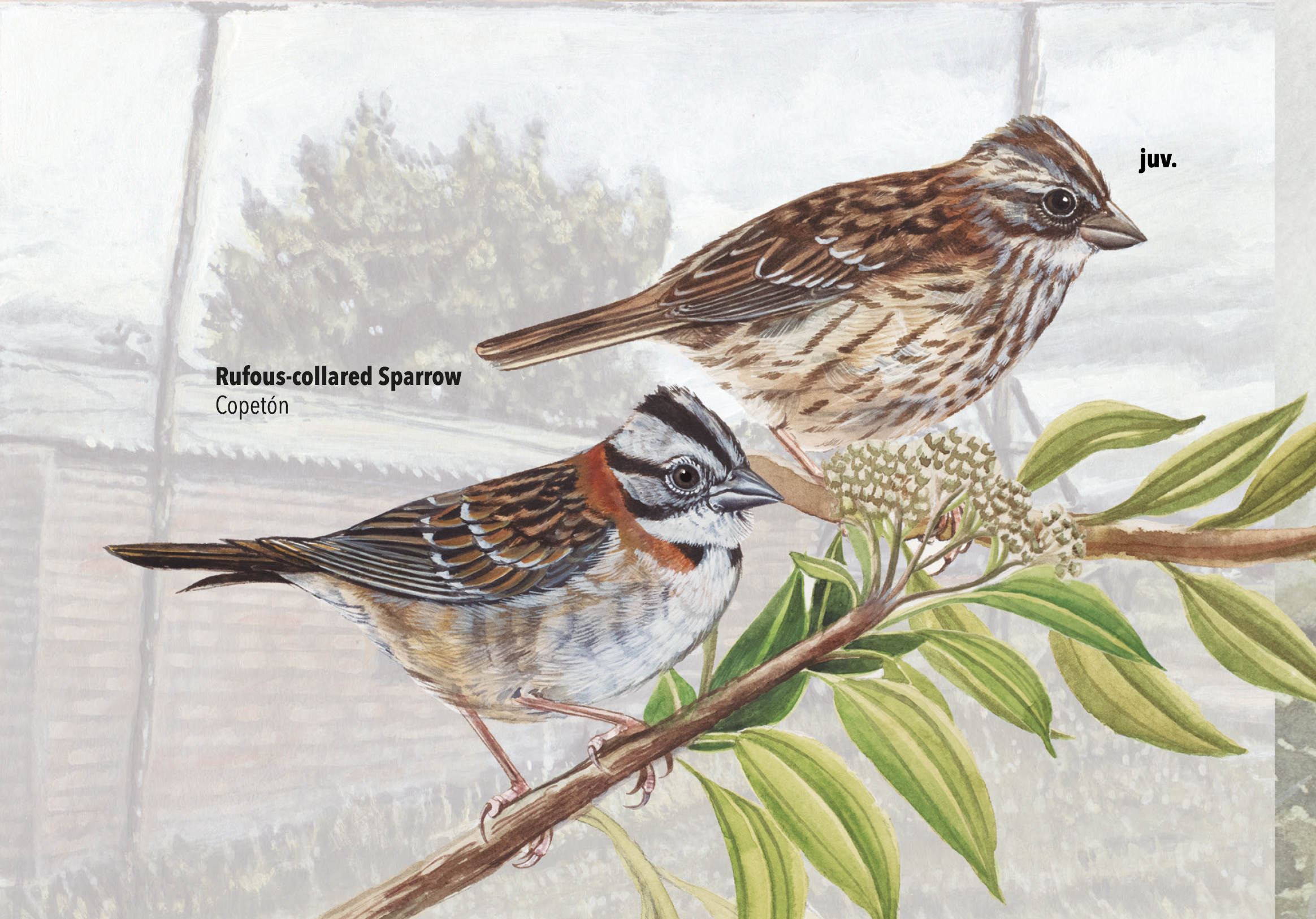 Ilustración de un copetón, una de las 240 especies reunidas en la Guía ilustrada de aves Bogotá 2025, editada por la editorial Arte y Conservación.