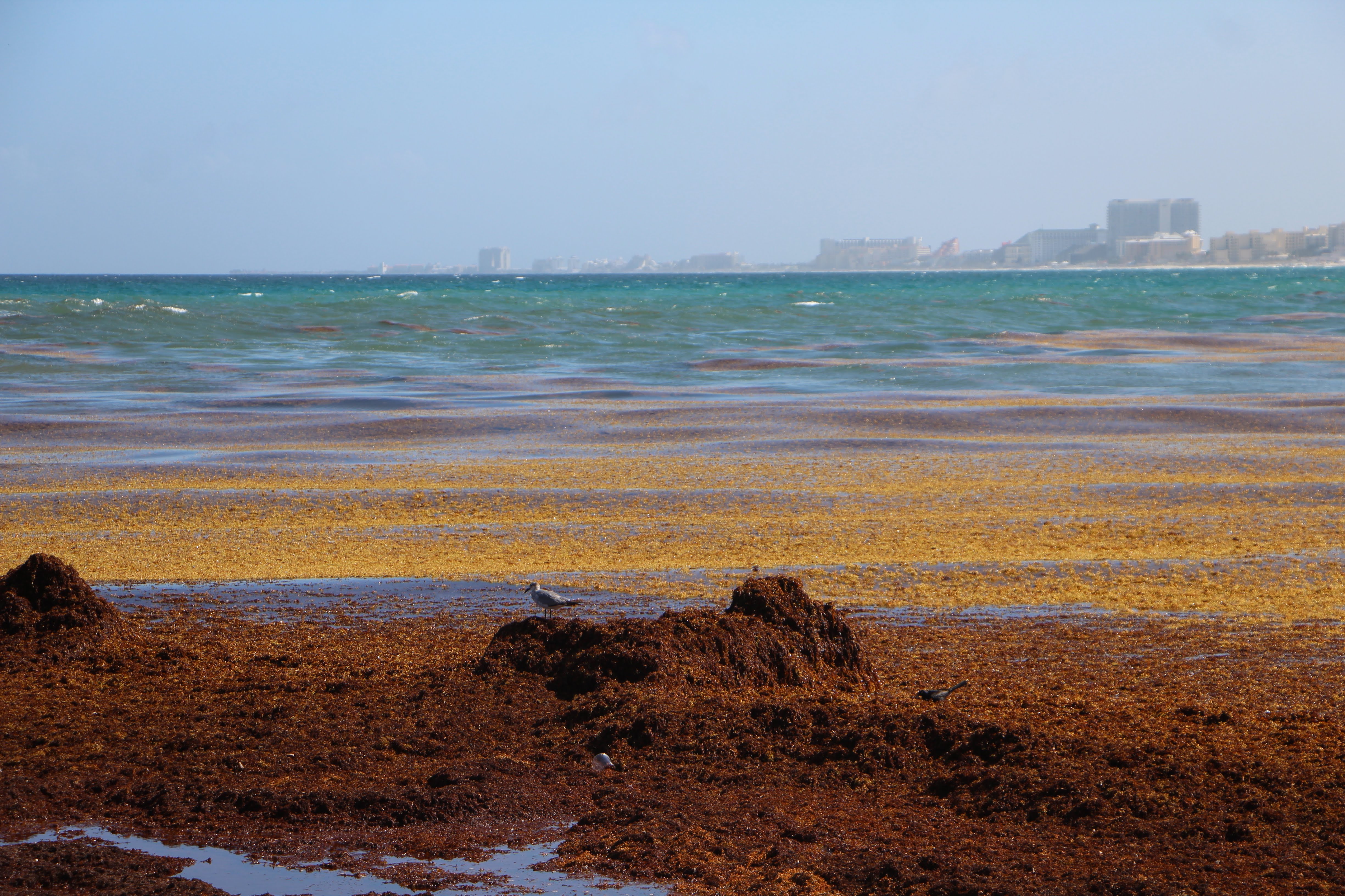 La marea de algas que amenaza al mar Caribe