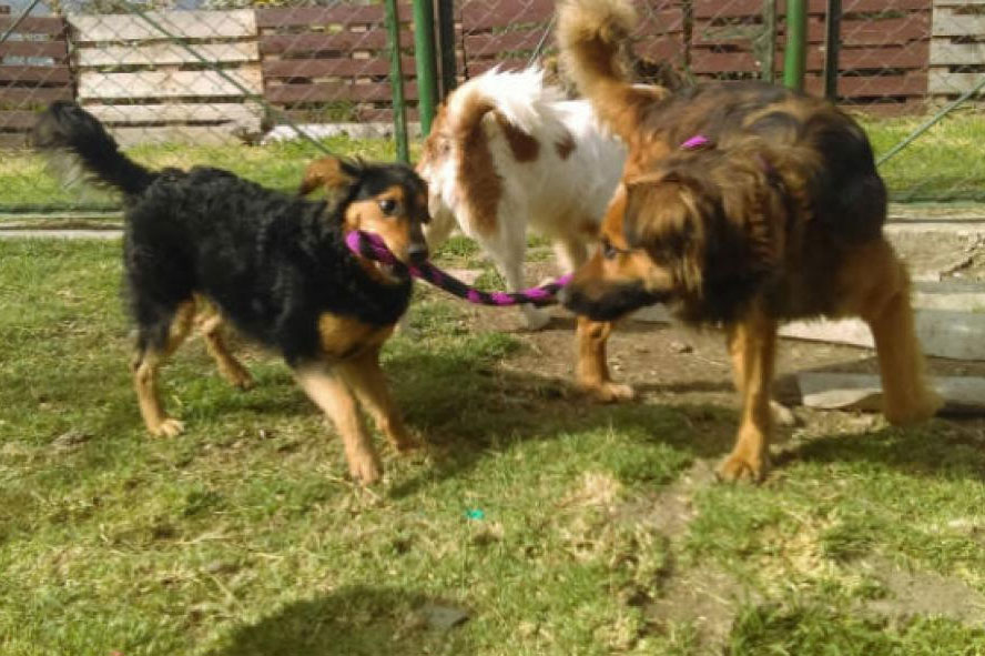 Este domingo gran jornada de adopción de perros en Bogotá