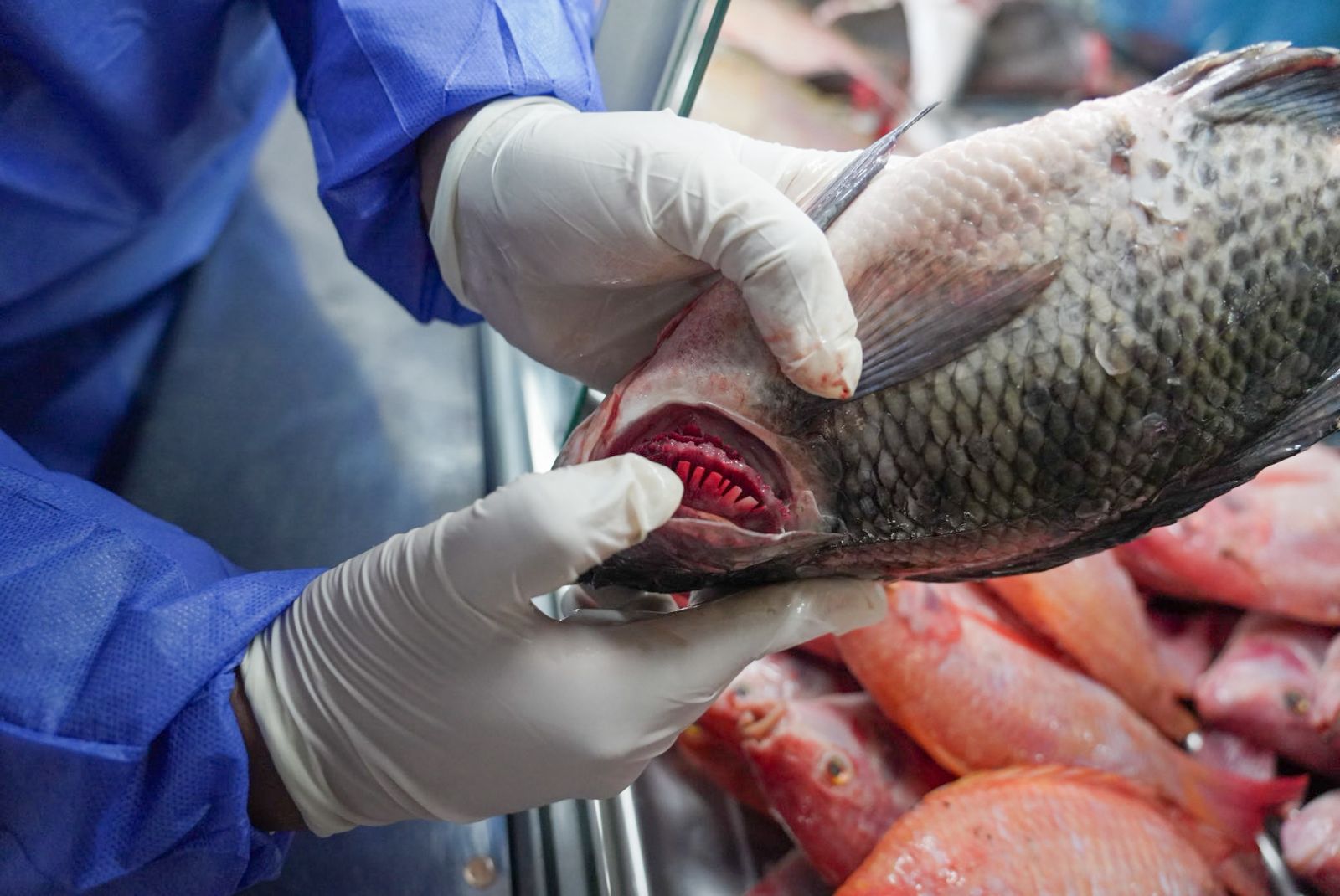 Temporada de pescado en Semana Santa: ¿cómo escoger un buen producto?