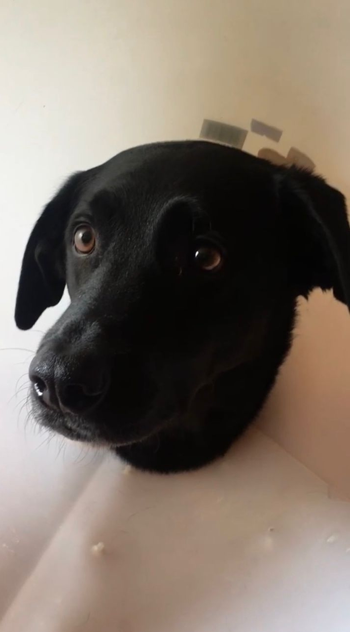 Paco Gutiérrez espera en la veterinaria mientras atienden a Phillipe, el primer perro de la Nación.