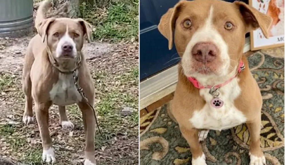 Compró casa y encontró un perro atado en el patio: ahora es parte de su familia
