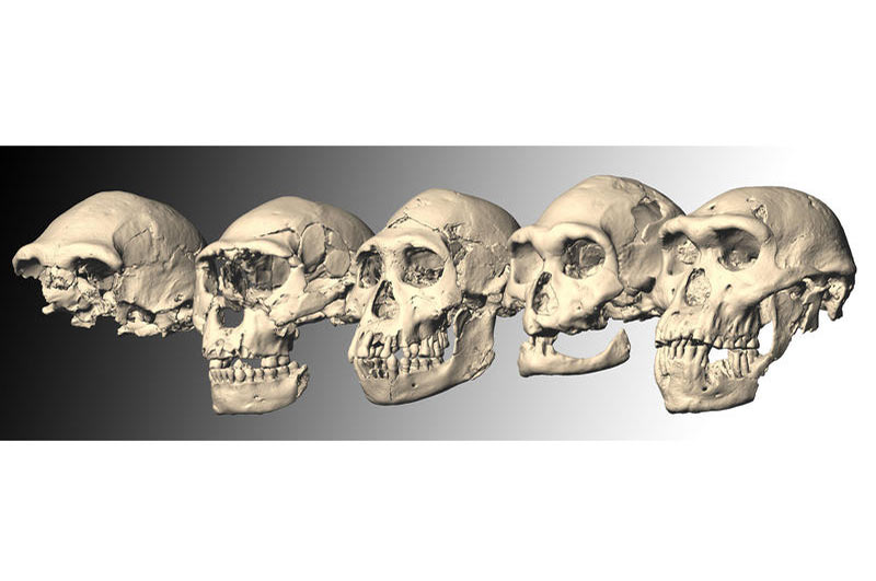 Cráneo de 1,8 millones de años pone en cuestión historia de evolución humana