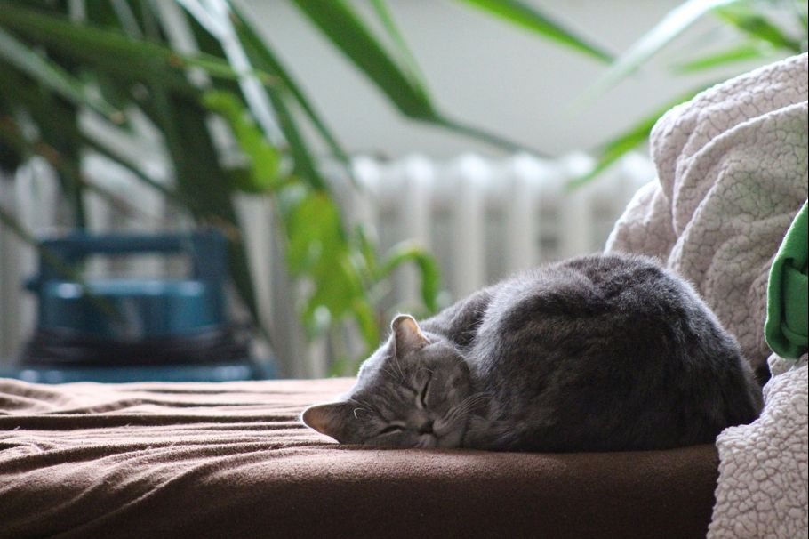 ¿Cuánto tiempo un gato puede estar sin comer?