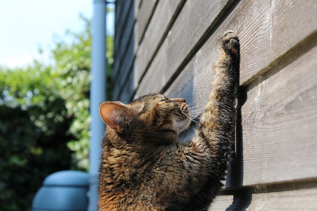 Esta es una conducta natural en los felinos.