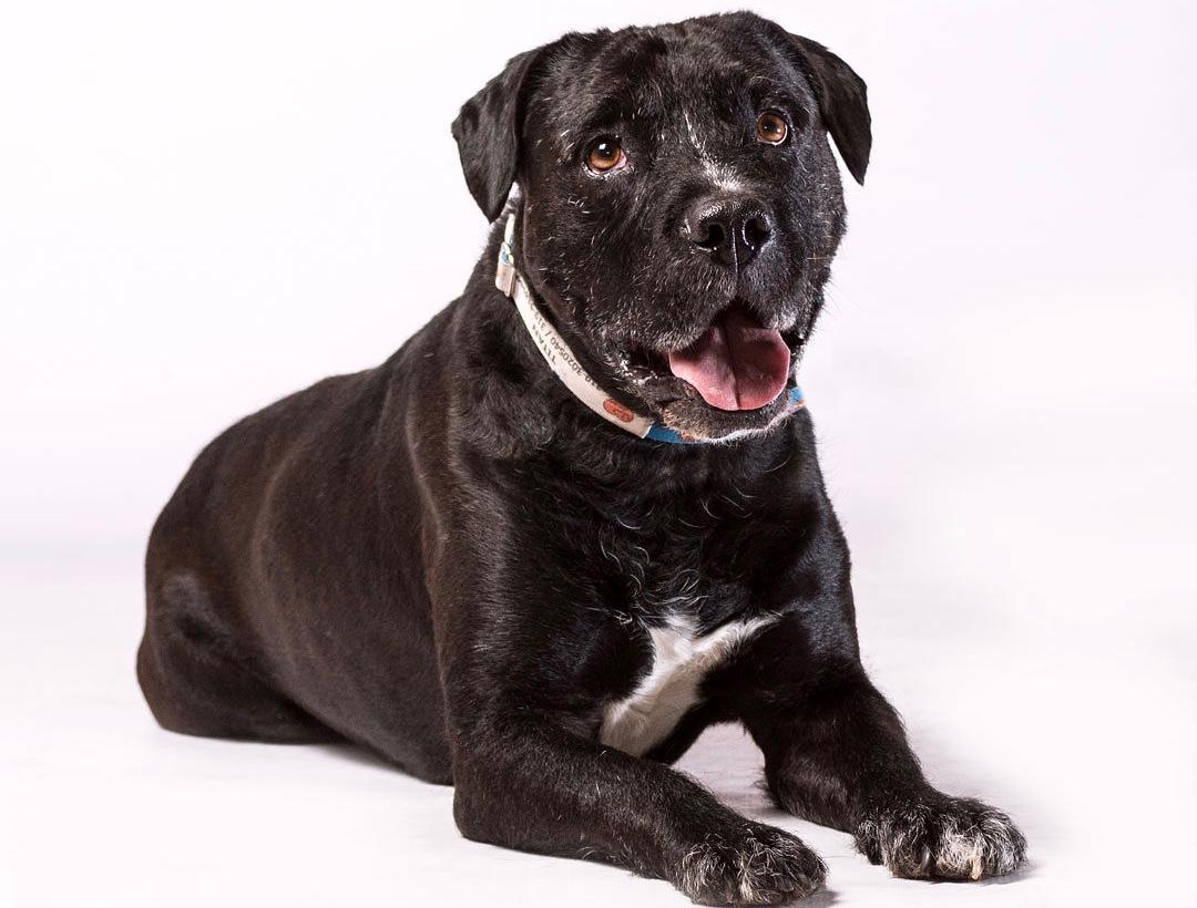 El perro que inspiró una fundación y cambió miles de vidas: Por Amor a Rocky