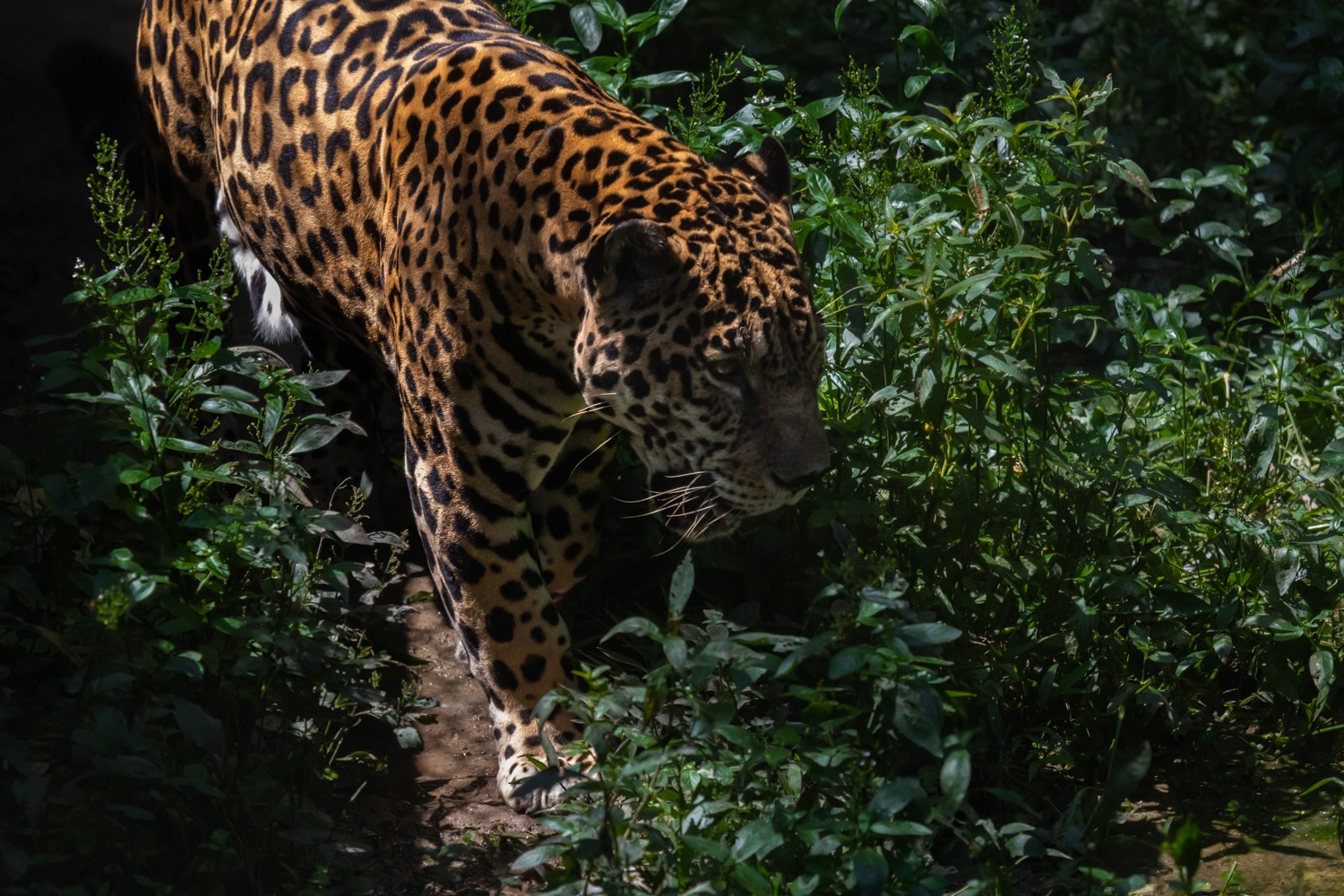 Así es como comunidades de los Llanos del Yarí protegen el corredor del jaguar en el Caquetá