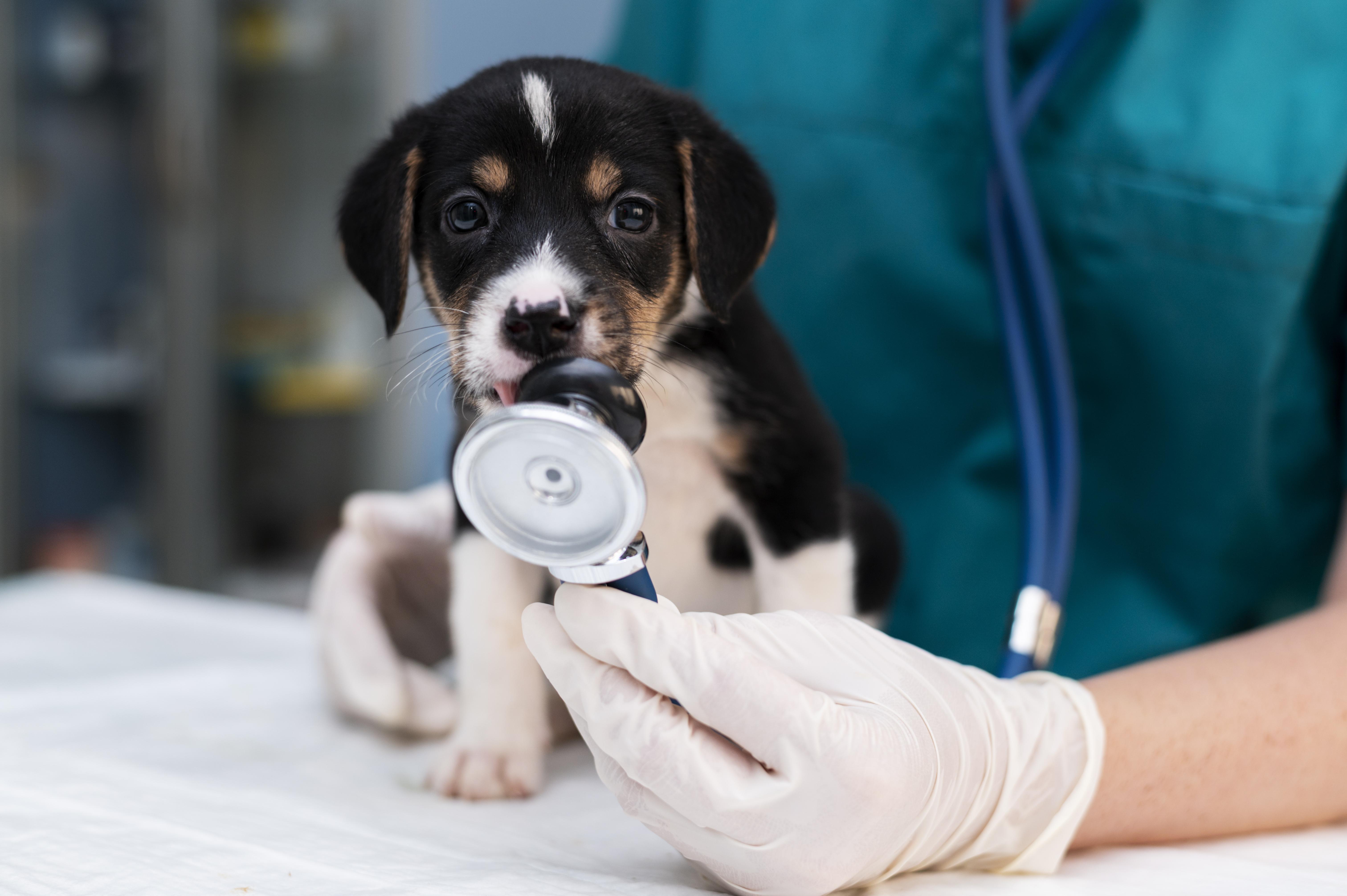 Tome nota: así funciona el sisbén que crearon para mascotas en Pereira