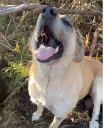 En Acapulco, Ciudad Bolívar, una fundación requiere de ayuda para los animales que se encontraban en inmediaciones al incendio forestal.