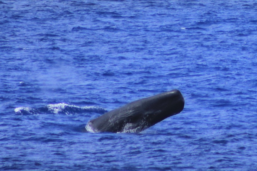 Por primera vez, sabemos que los familiares de Moby Dick viven en el Caribe colombiano