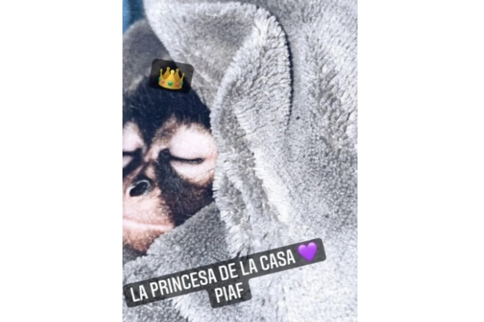 El intérprete de Adiós Amor ha estado en el ojo del huracán por presumir a través de sus redes sociales su nueva mascota, por la que fue acusado de maltrato animal.