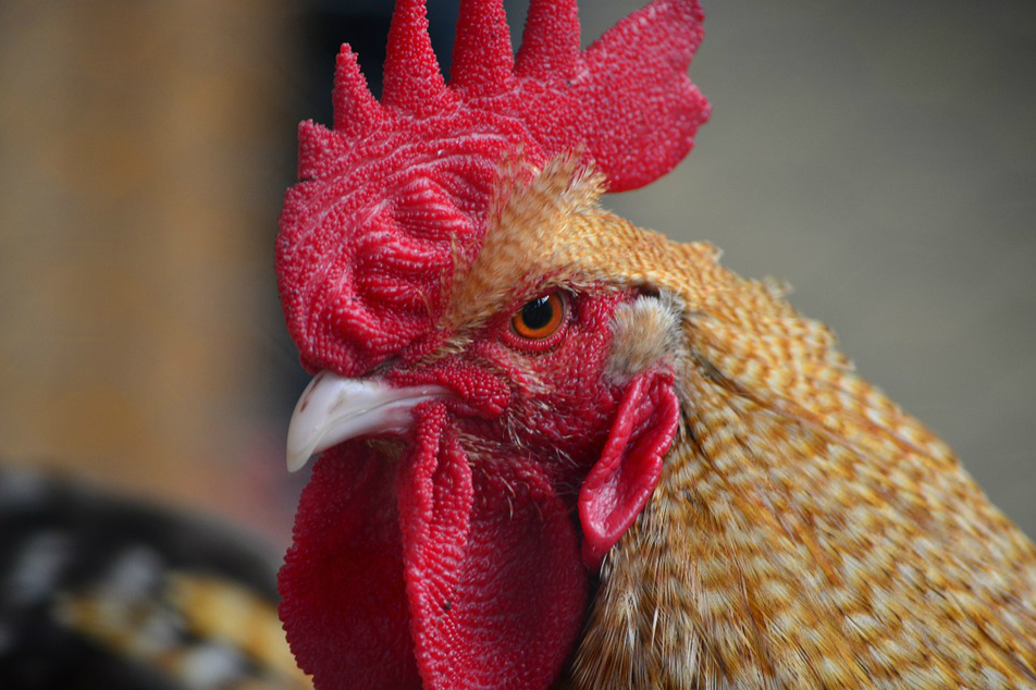 El gallo gigante que aterra en internet