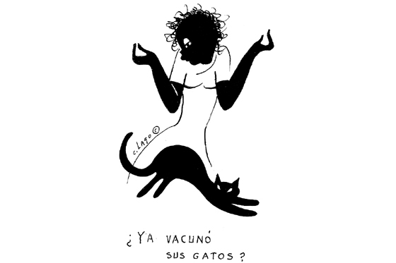 Gatos