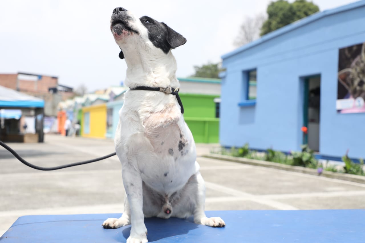 Este perrito vivía en la calle y fue atropellado en vía. Recibió atención del equipo de urgencias veterinarias. Aunque fue necesario amputar una de sus patas delanteras, Boogle mantiene su ánimo intacto. Le gusta jugar y es muy amoroso con personas y animales.