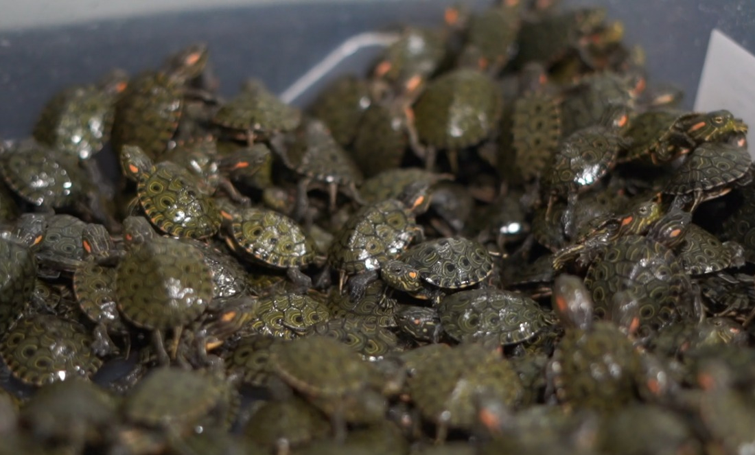 Las tortugas fueron encontradas en Semana Santa en medio de operativos de control al tráfico ilegal de fauna.