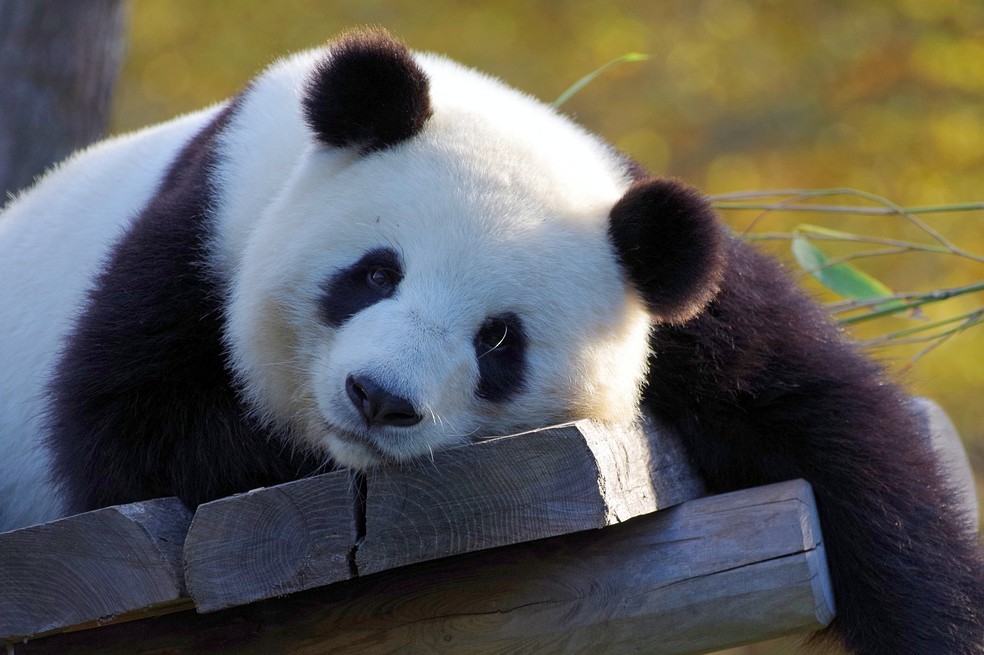 Fotos: oso panda, más de 5 dedos, embarazos cortos y otras curiosidades