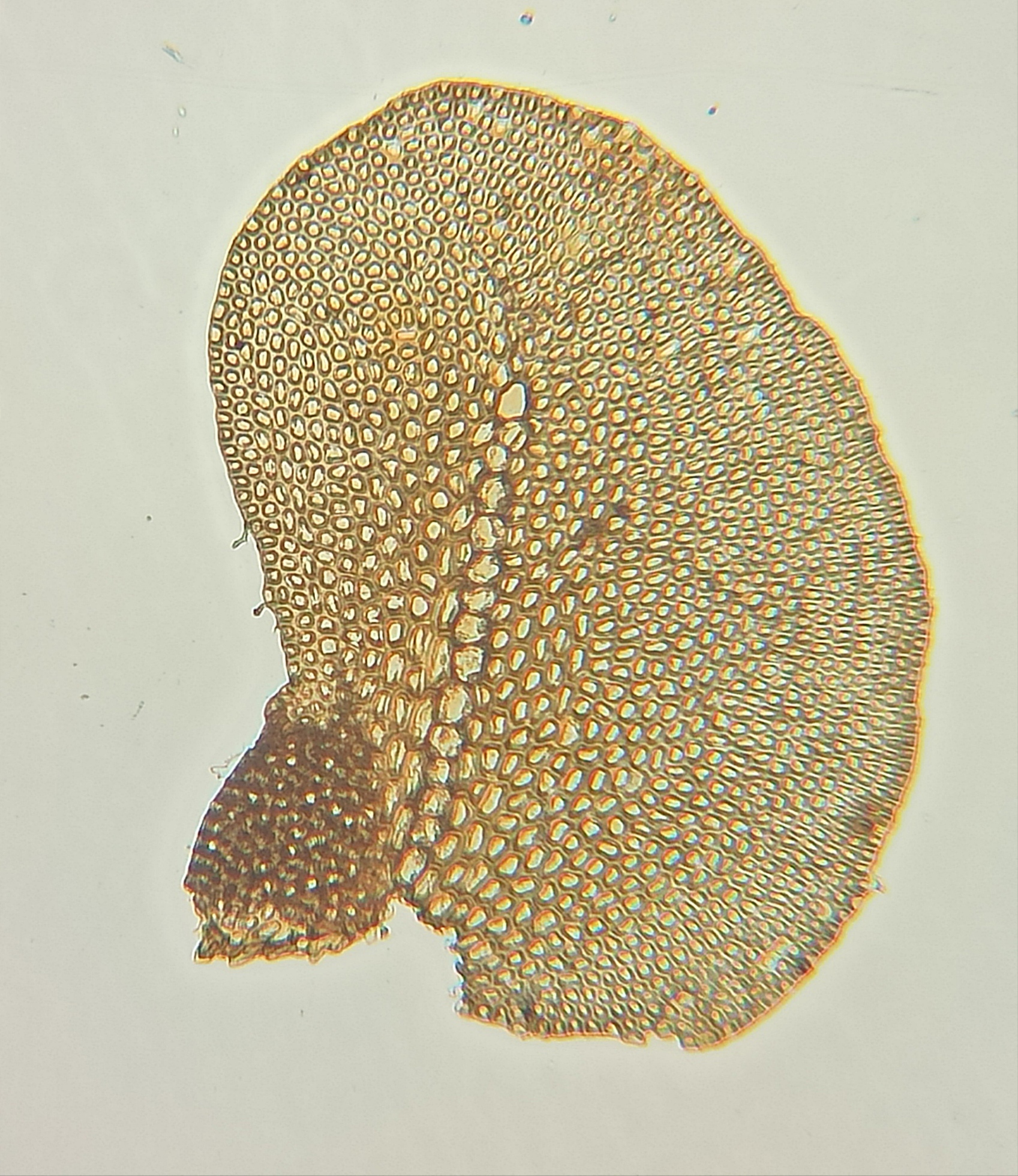 Las células de esta especie eran más grandes y estaban alineadas, como si fuera un nervio, según describe el biólogo.