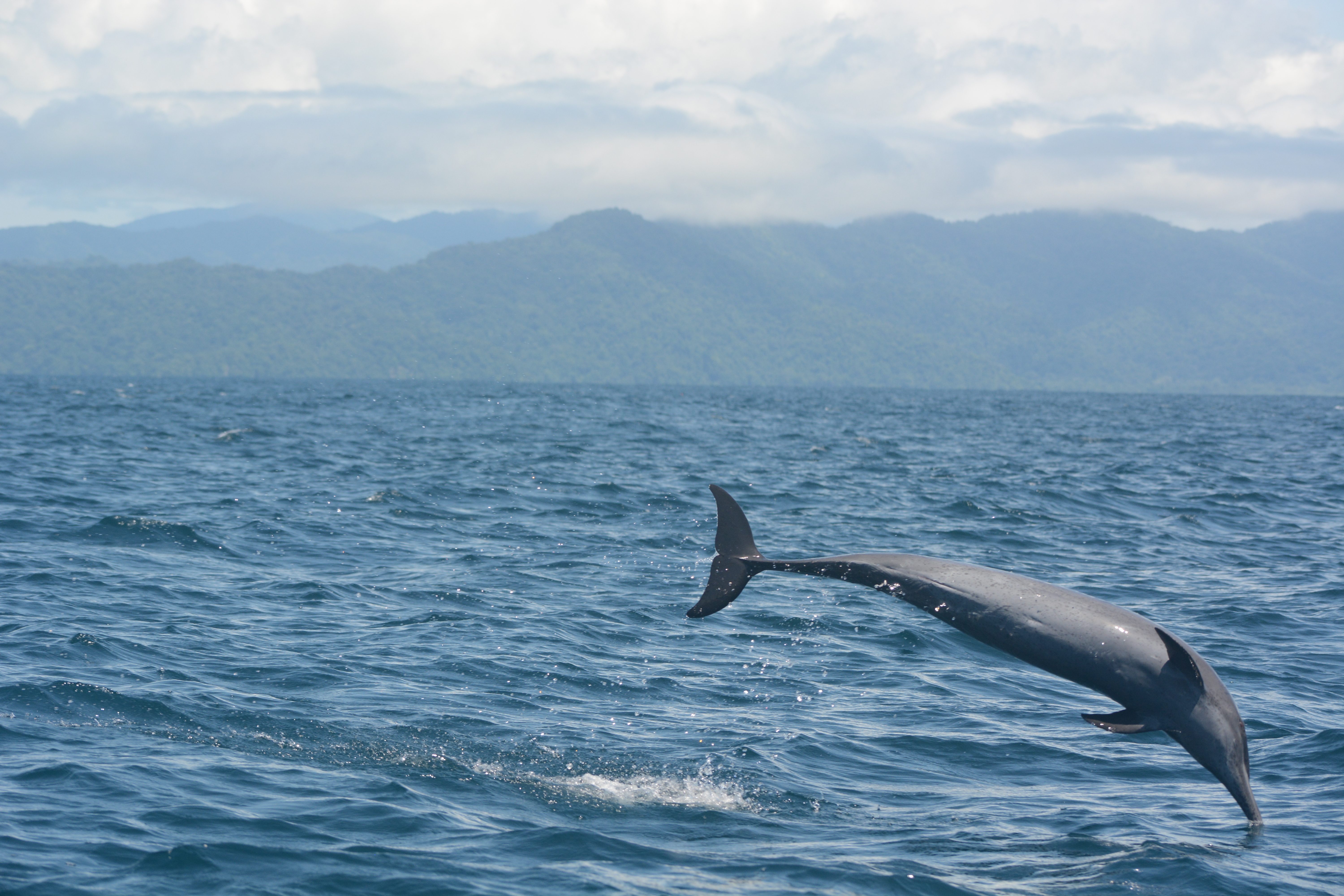 Este golfo también hace parte de los 25 puntos calientes de biodiversidad o  ‘hotspots’ más importantes del mundo, junto a Madagascar y la región floral de Cape Town, en África; las islas de Melanesia del este, los Himalayas, Sri Lanka y el suroeste de Australia; los Andes tropicales, en Suramérica, entre otros.