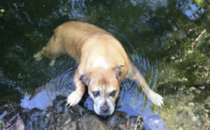 Rescate con arnés improvisado: así salvaron a perrita atrapada en estanque
