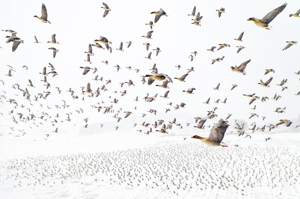 Ganador de la categoría de aves y Fotógrafo del año: Migración invernal por Terje Kolaas, de Noruega.