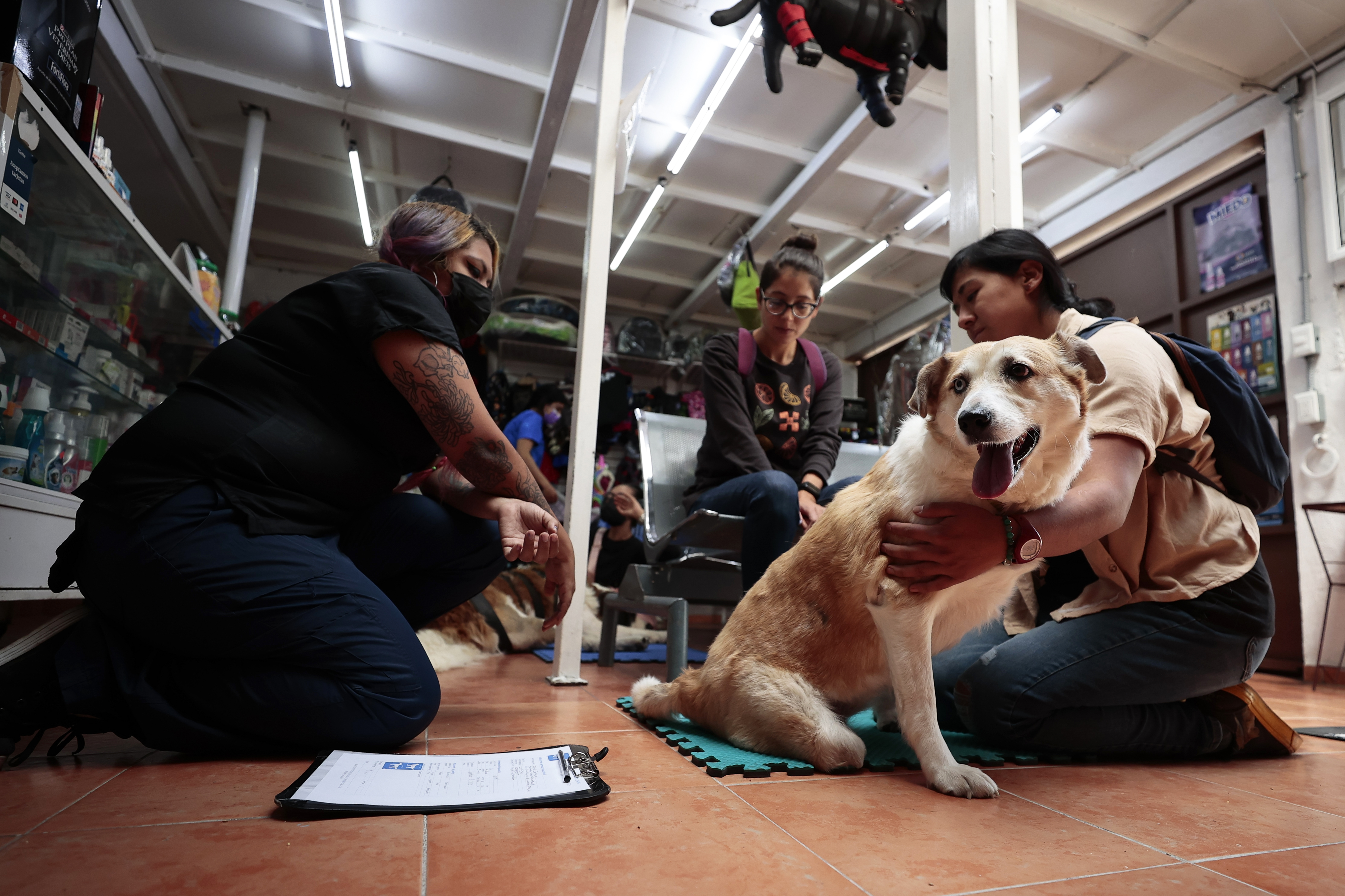 El centro de medicina alternativa para evitar eutanasia de mascotas en México