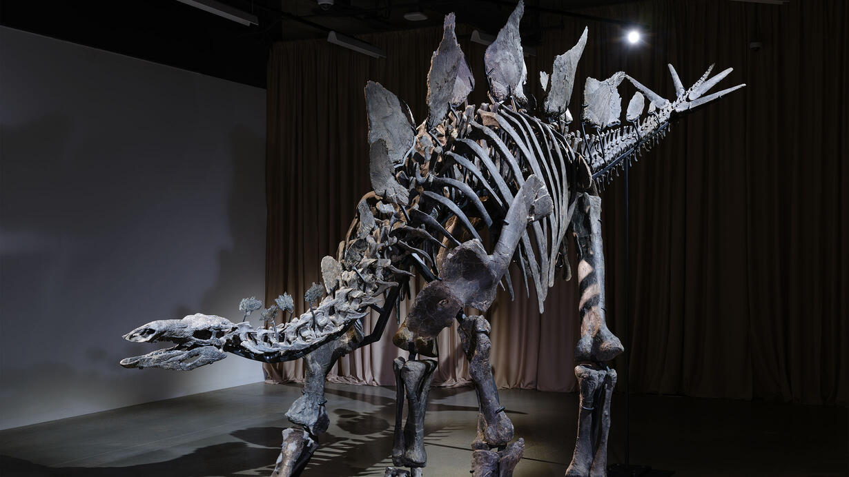 El esqueleto del dinosaurio más caro de la historia será expuesto en museo en Nueva York
