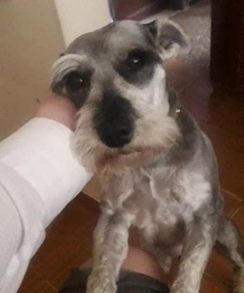 Schnauzer.