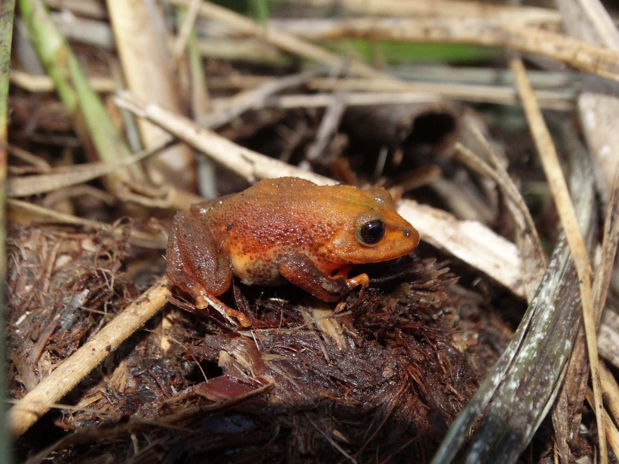 Las dos nuevas especies fueron nombradas como 'Pristimantis regadatore' y 'Pristimantis cantorcaelestis'.