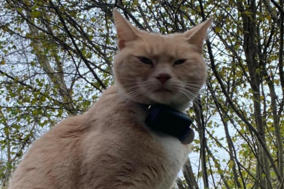 Indignación porque prohibieron la entrada de este gato a una tienda