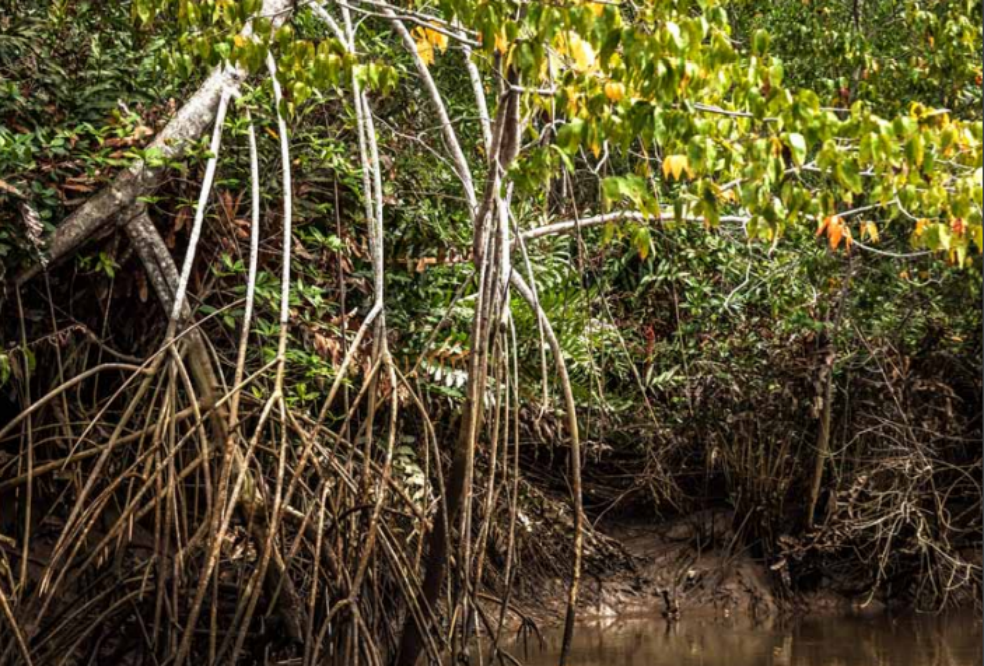 Cabo Manglares tendrá nueva área protegida
