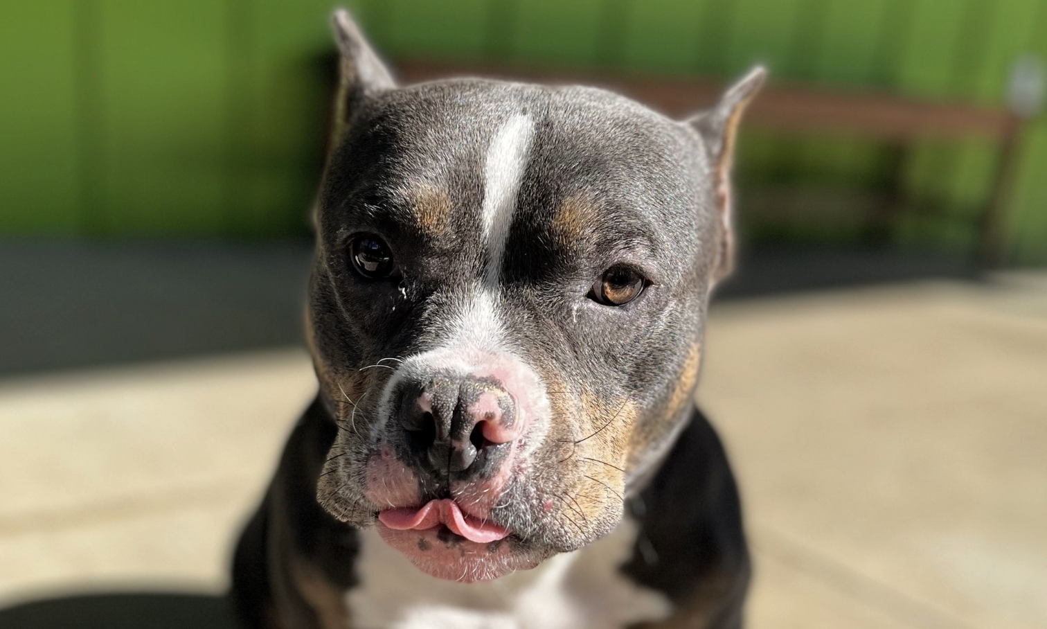 “Tiene que ser sacrificada”: perrita abandonada con una nota por grave enfermedad