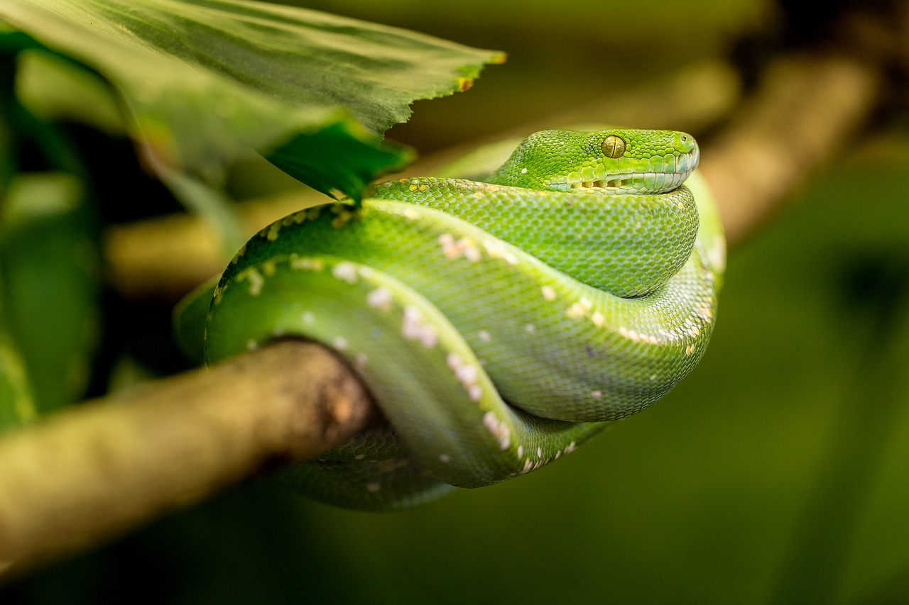 La mutación de gen de una serpiente que revela el origen del color de la piel