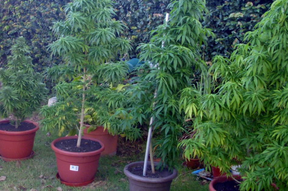 Marihuana para salvar a las grandes tabacaleras
