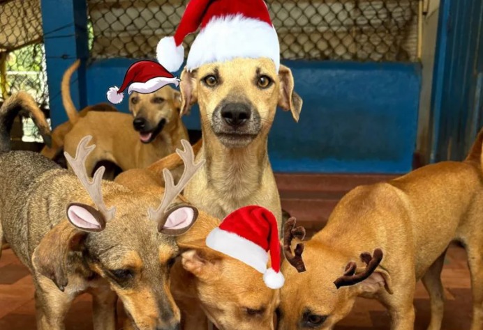 “Perros feos y chandosos”: comentario desató indignación en una fundación con 300 animales