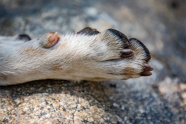 Judicializan a dos presuntos agresores de perros en Nariño y Bolívar