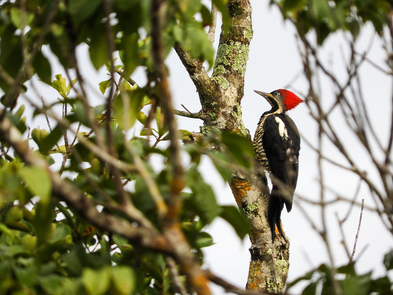 Colombia vuelve a liderar el mayor conteo de aves y consolida su potencia en aviturismo