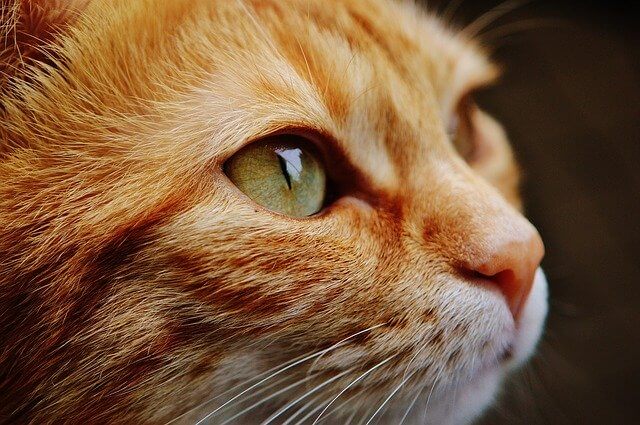 ¿Es posible controlar la alergia a los gatos?