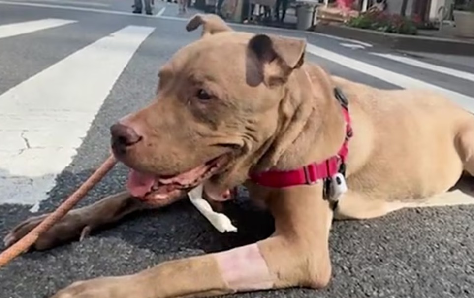 Devuelven a Machiatto al refugio tras descubrir que tenía cáncer
