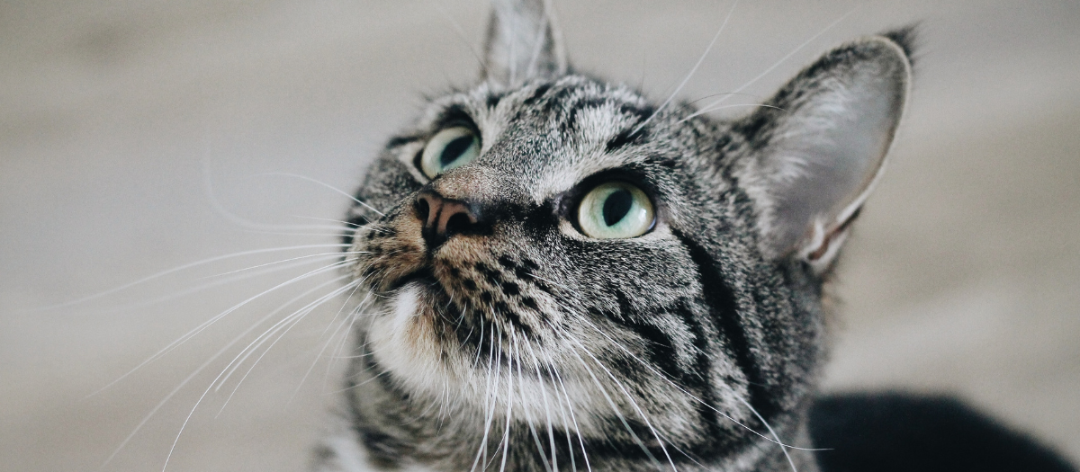 Razas de gatos: ¿cuál es la más común?