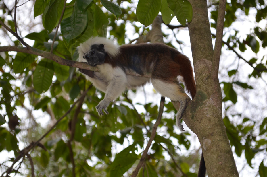 Analizaron los genes de 233 especies de primates y esto fue lo que encontraron
