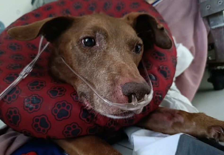 Sakura: así fue el doloroso adiós de la perrita que inspiró a toda una fundación