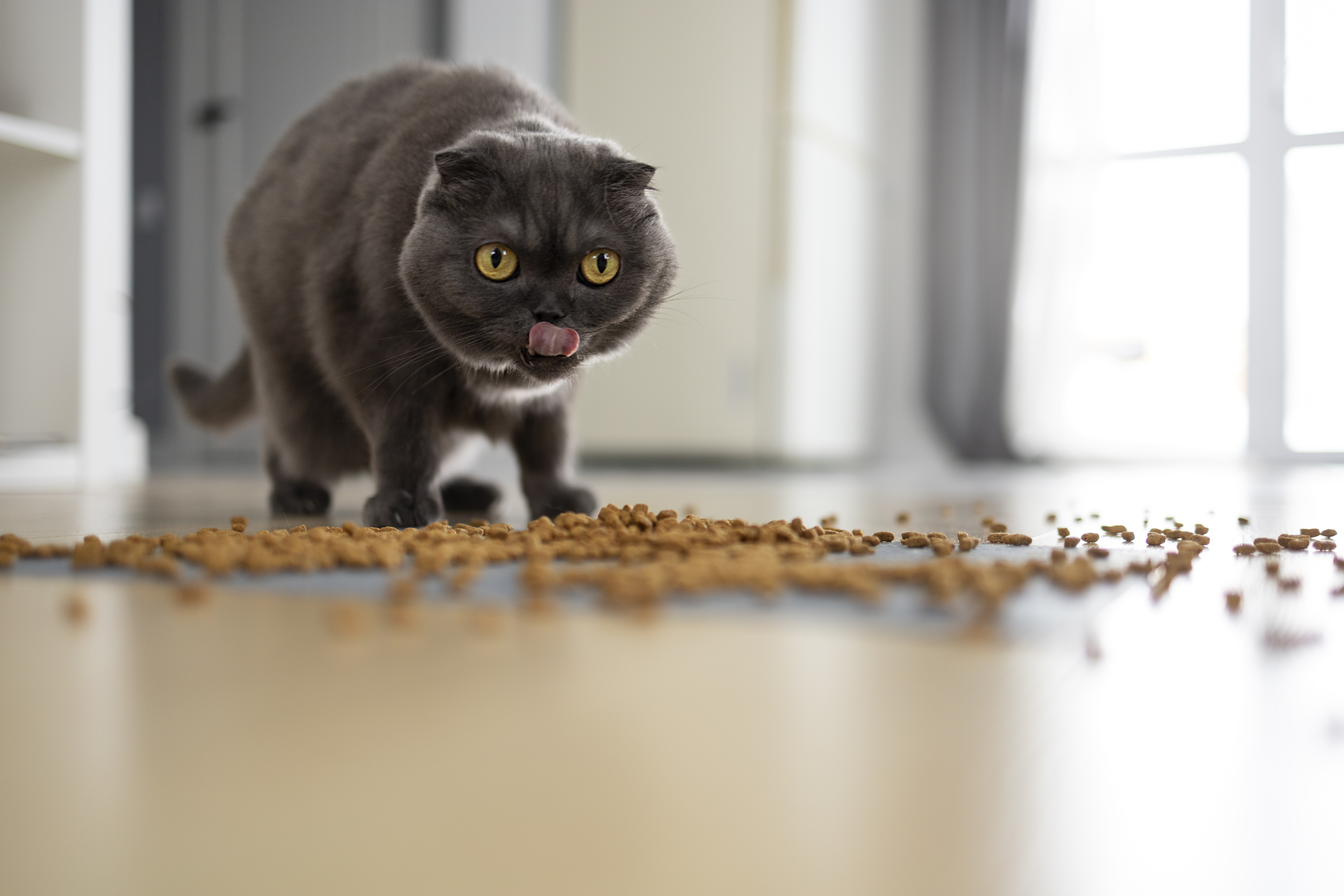 ¿Por qué mi gato rasca el piso depués de comer?