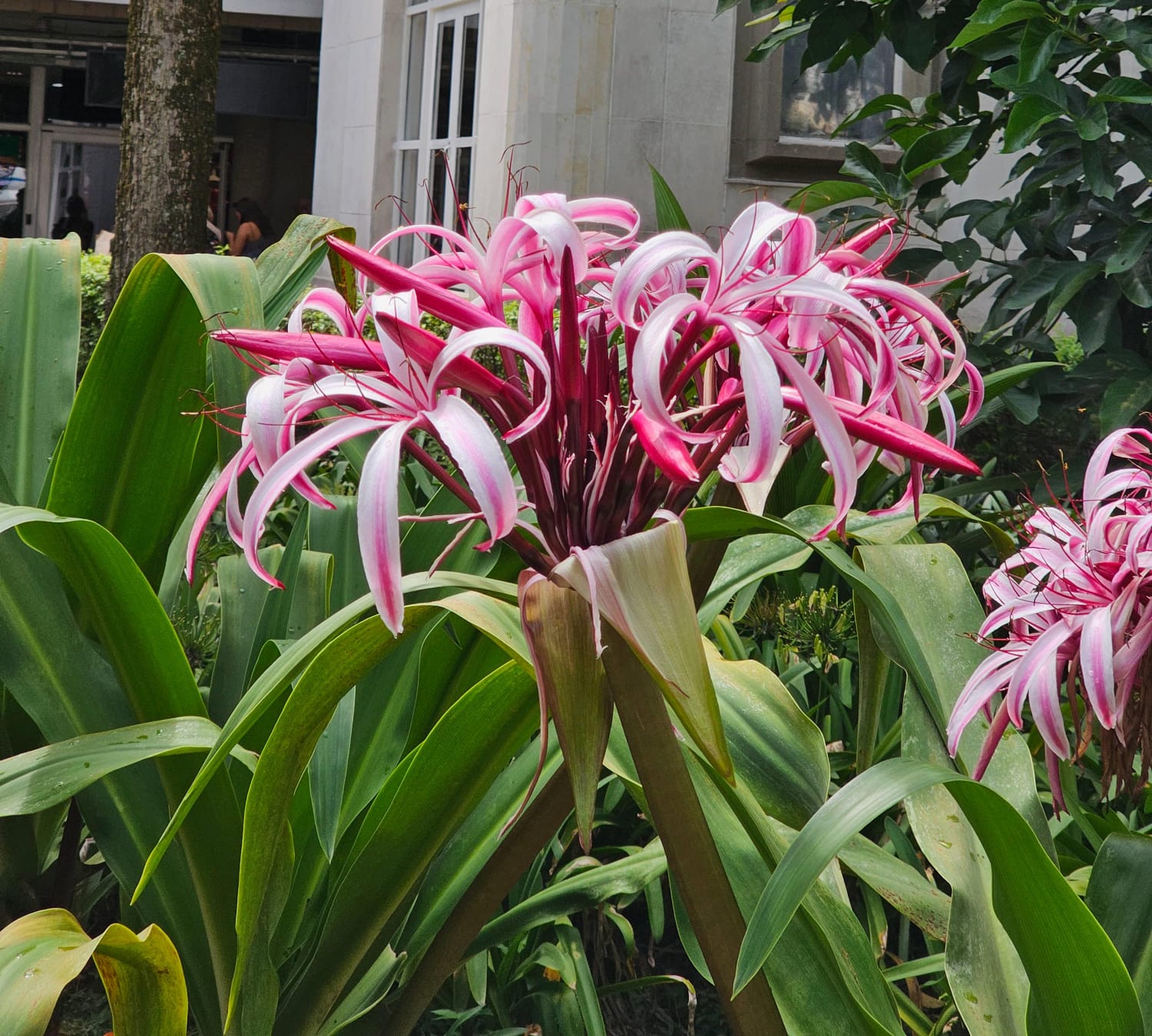 Lirio araña: la flor exótica que transformará su jardín